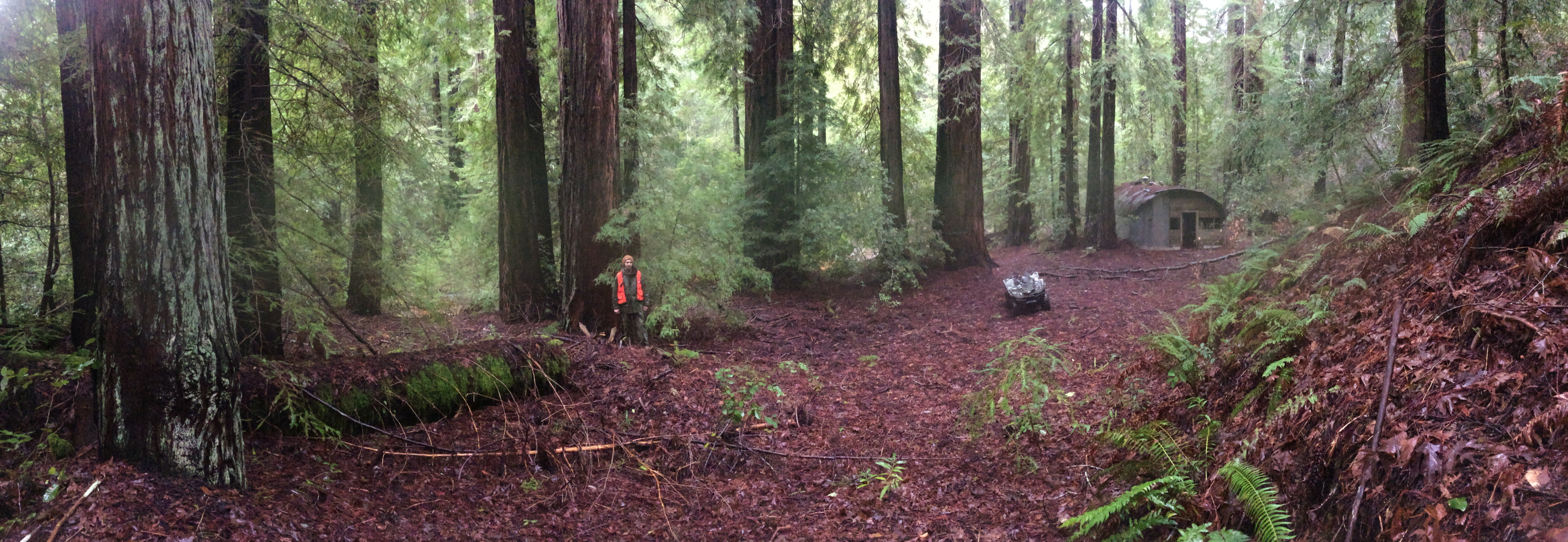 Forester standing in a redwood forest with his quad and an old structure in the distance